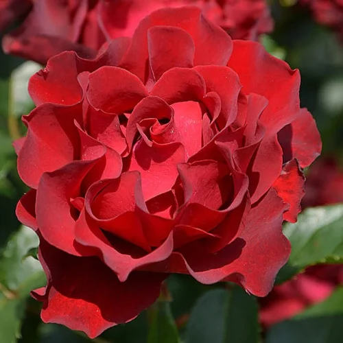 Rožė “Hommage a Barbara”