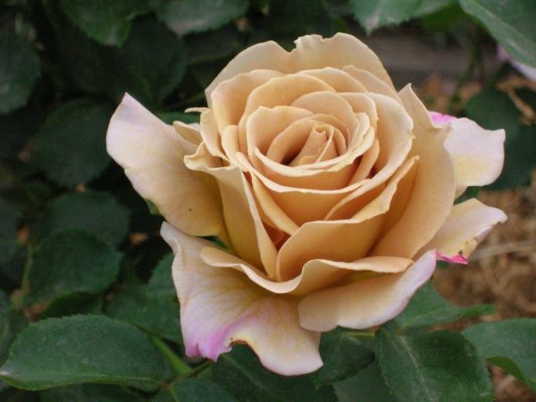 Rožė “Honey Dijon”