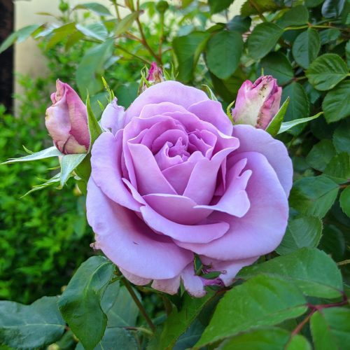 Rožė “Indigoletta”