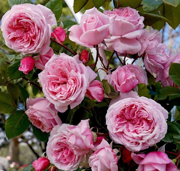 Rožė “Kiss Me Kate”