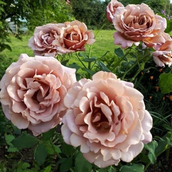 Rožė “Koko Loko”