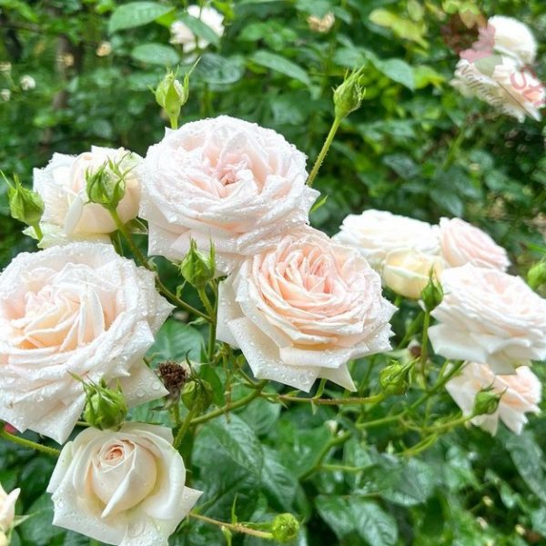 Rožė "Madam Anisette" (Parfuma®)