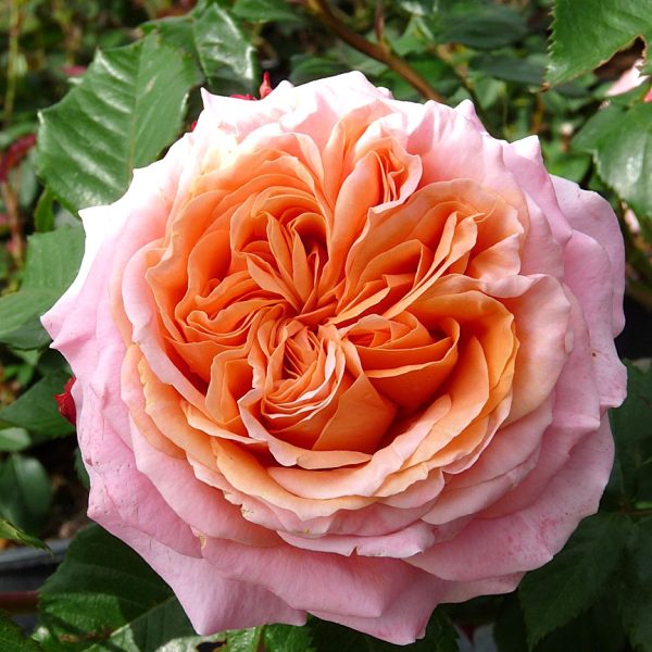 Rožė “Mary Ann”