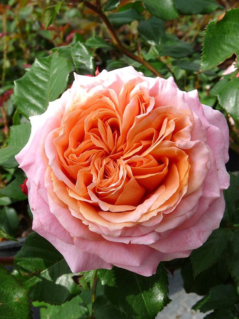 Rožė “Mary Ann”