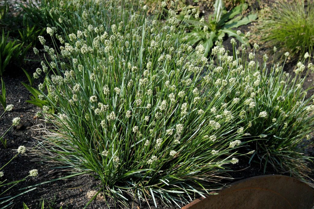 Mėlitas melsvasis
