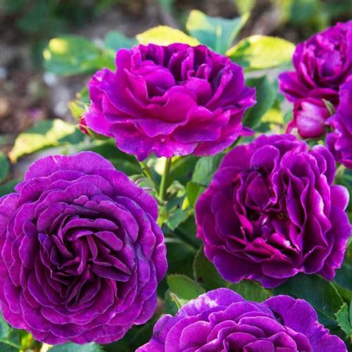 Rožė “Minerva”