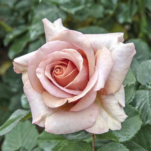 Rožė “Mokarosa”