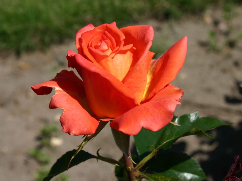 Rožė "Monica"