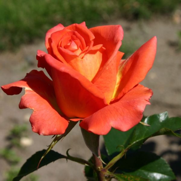 Rožė "Monica"