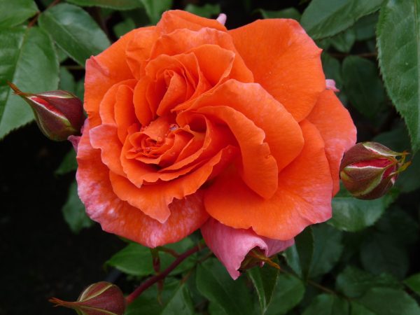 Rožė “Naranga”