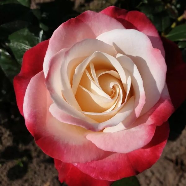 Rožė “Nostalgie”