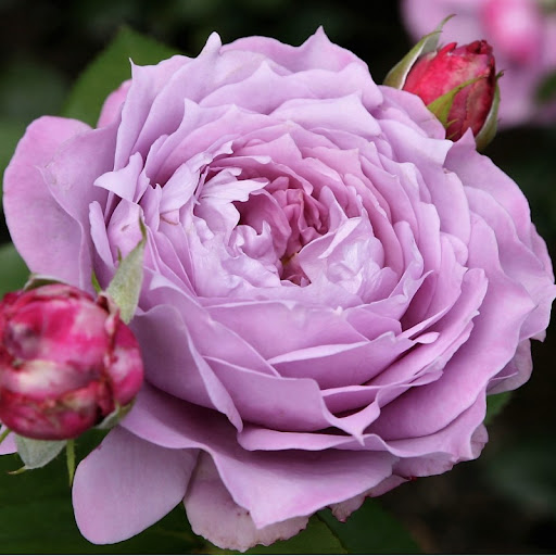 Rožė “Novalis”