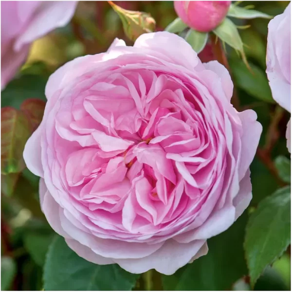 Rožė "Olivia Rose Austin"