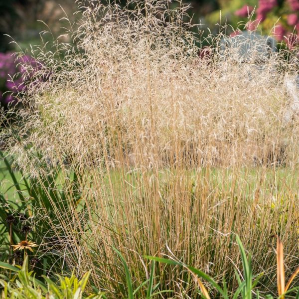 Šluotsmilgė kupstinė "Palava"