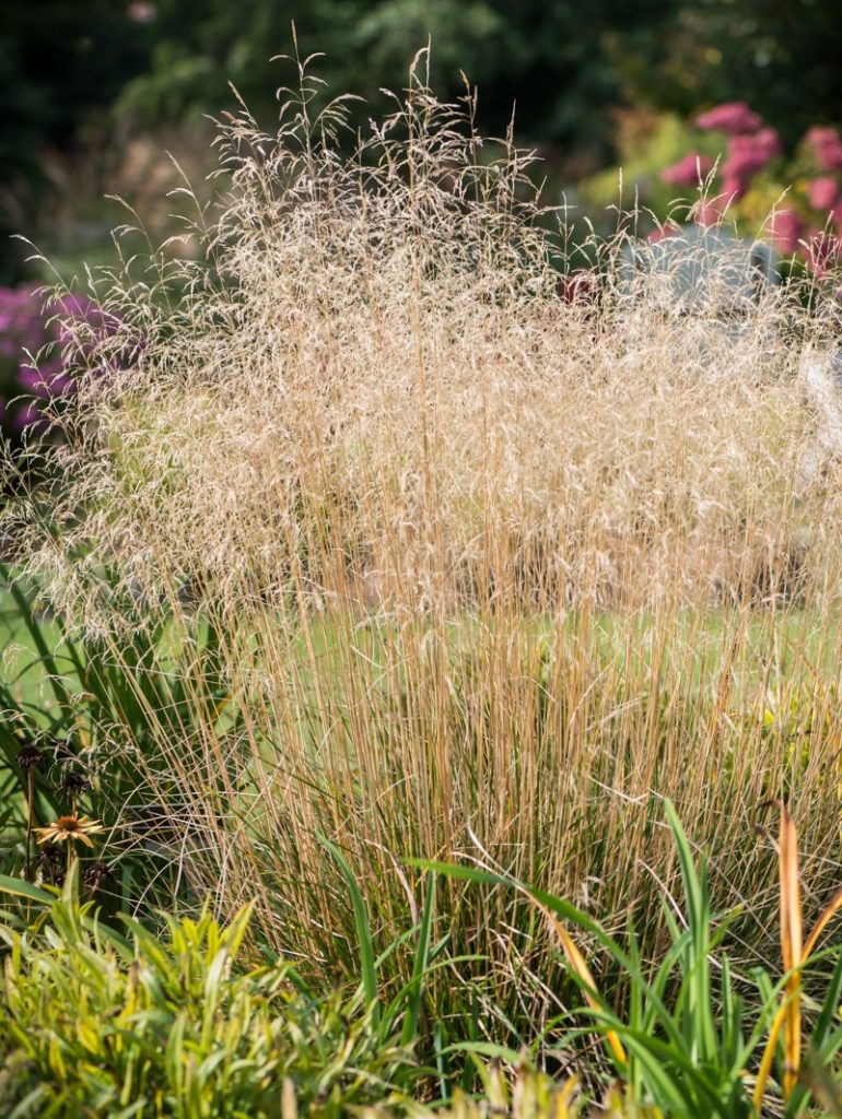 Šluotsmilgė kupstinė "Palava"