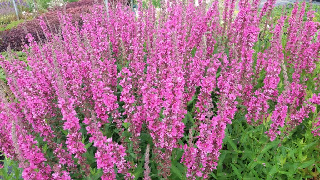 Raudoklė paprastoji "Pink Blush"