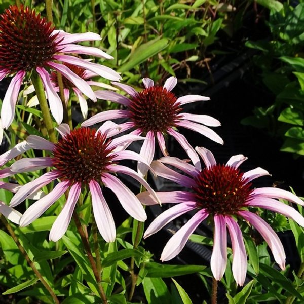 Ežiuolė "Pink Tip"