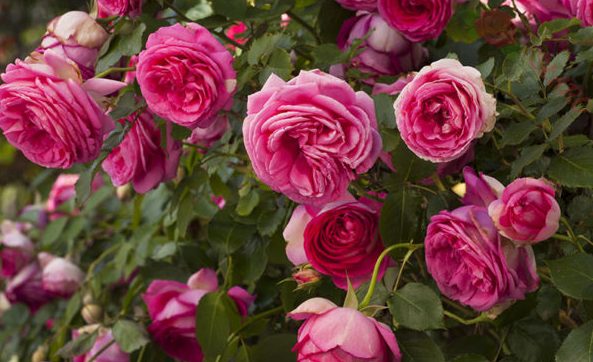 Rožė "Pink Eden Rose"