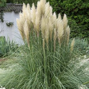 Kortaderija argentininė "Pumila" - C3 (3litrai)