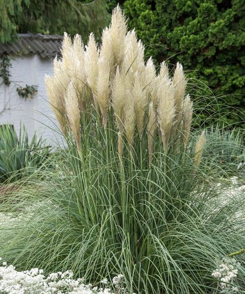 Kortaderija argentininė "Pumila"