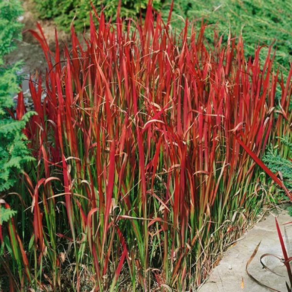 Imperata ritinė "Red Baron"