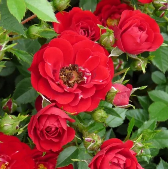 Rožė “Red Fairy”