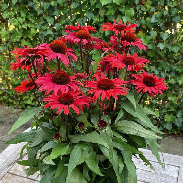 Ežiuolė "Sunseekers Red"