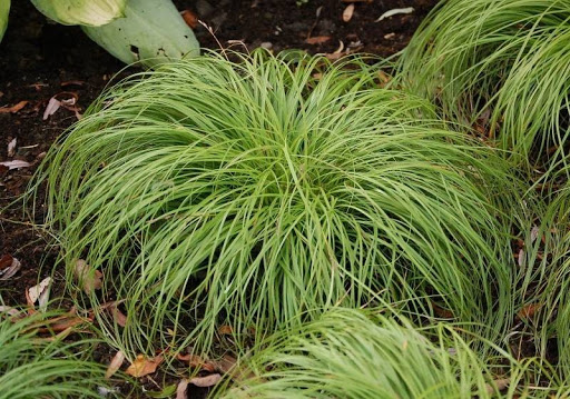 Viksva ankstyvoji "The Beatles"