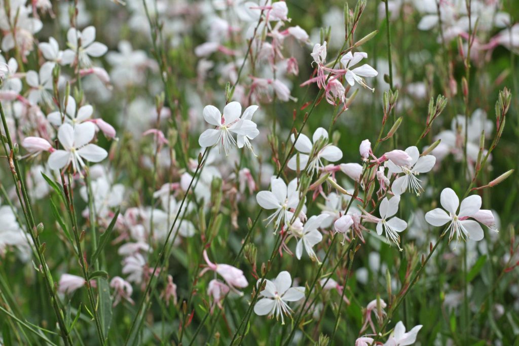 Gaura "Whirling Butterflies"