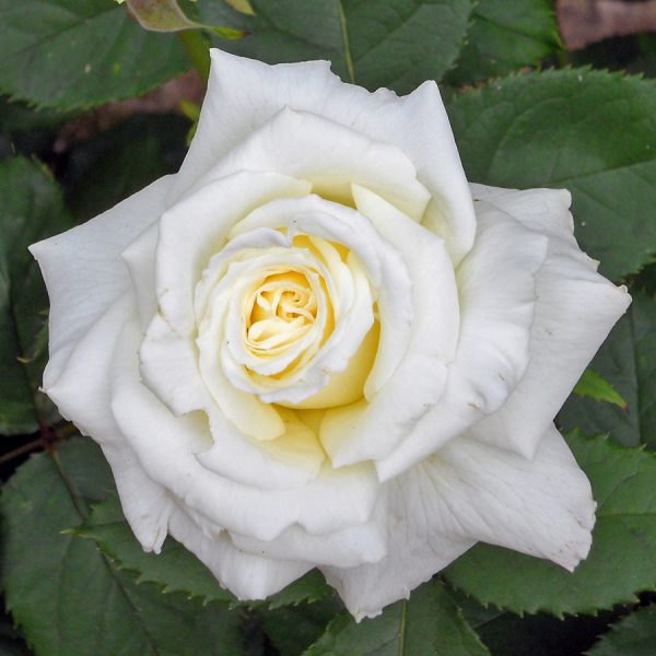 Rožė “Jan Pawel II”